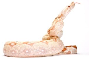 Boa c. imperator, Colombie, albinos Sharp